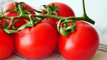 Group branch of a fresh red tomato cherry, isolated on a white background video