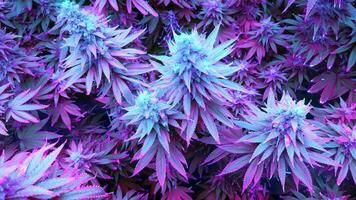 cannabis les plantes dans cyberpunk couleurs video