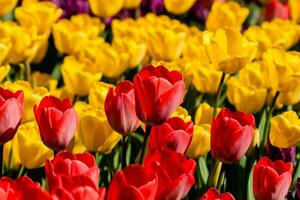 Spring field of colorful tulips photo
