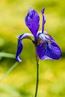 hermosos iris violetas bajo la luz del sol foto