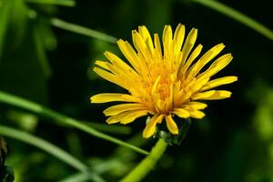 Macro of yellow dandelions on which photo