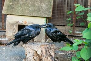 Beautiful black crows sit on a stump photo