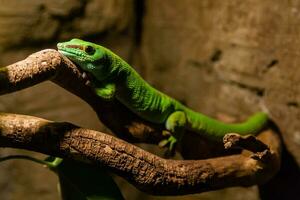 Green gecko lizard sits on a close-up branch photo