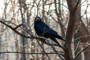 Black raven sits on a branch close up photo