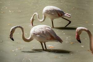 Flamingo close-up of drinking water photo