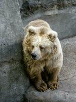 White bear who looks out for photo