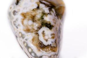 Macro mineral stone Jasper oceanic on a white background photo