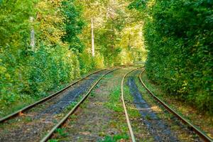 Tram and tram rails in colorful forest photo