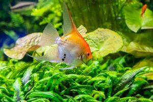 Pterophyllum scalare fish photo