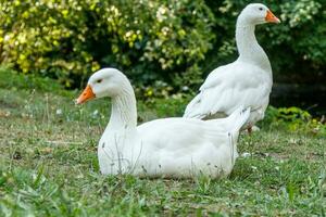 beautiful swans sit on green grass photo