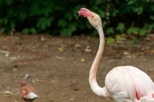 beautiful pink flamingos with beak and loose wings photo