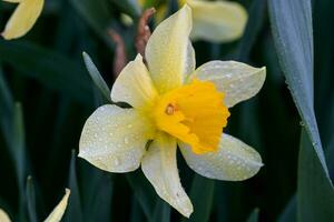 hermosa verano trompeta narcisos foto