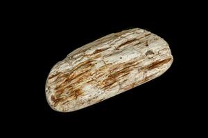 macro mineral stone Petrified wood on a black background photo