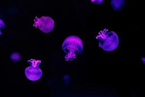 macro photography underwater cannonball jellyfish photo