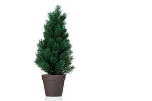 beautiful Christmas tree in a pot on a white background photo