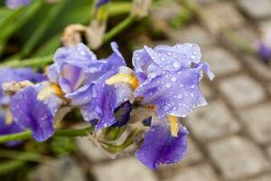 bellas flores iris con gotas de agua después de una lluvia foto