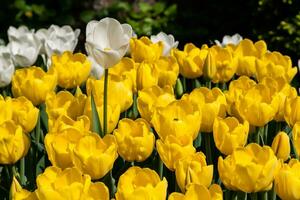 macizos de flores y campos sembrados con coloridos tulipanes foto