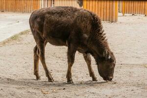 joven hermoso bisonte foto