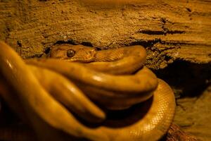 serpiente arrollado dentro un pelota foto