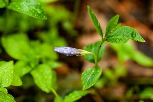 Macro lilac small flowers on a green background photo