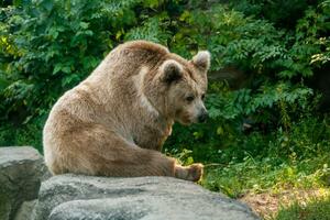 A bear on the shore of a lake photo