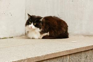 Beautiful cat with green eyes photo