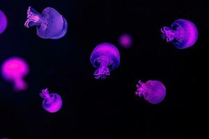 macro photography underwater cannonball jellyfish photo