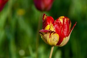 Macro of red tulips on a background of green grass photo