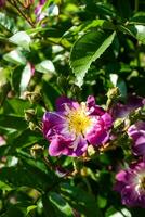 Flowering summer rose in bud photo