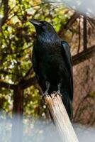 Big Black Raven sitting on a close-up branch photo