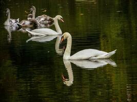 cisnes nadar en el estanque foto