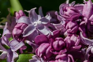 Macro of a blossoming lilac photo