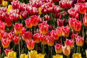 Spring field of colorful tulips photo