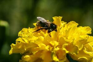 Orange, yellow field flower with a bee photo