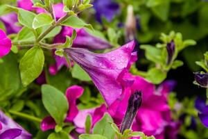 Beautiful petunia flowers with drops of water after a rain photo