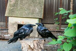 Beautiful black crows sit on a stump photo