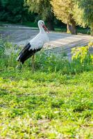 A stork is sitting on the grass photo