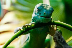 lizard close up photo