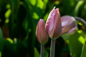 Macro of pink tulips on a background of green grass photo