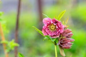 beautiful glade Hellebore photo