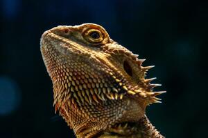 Beautiful Lizard Bearded Agama, Pogona vitticeps photo