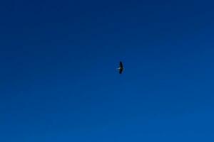 cigüeña volando en el cielo azul con nubes blancas foto