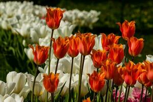 Spring field of colorful tulips photo