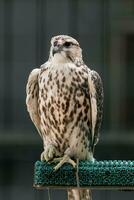 Beautiful falcon close up photo