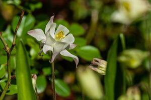 Macro of flowering flowers photo