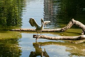 Pelican sits on a log and is heated in the sun photo