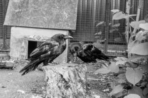 Beautiful black crows sit on a stump photo