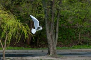 A gull flew over a pond in search of fish photo