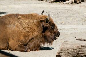 Buffalo head close-up photo