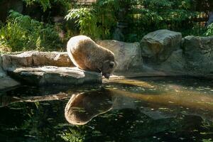 white Bear on the lake look at your reflection photo